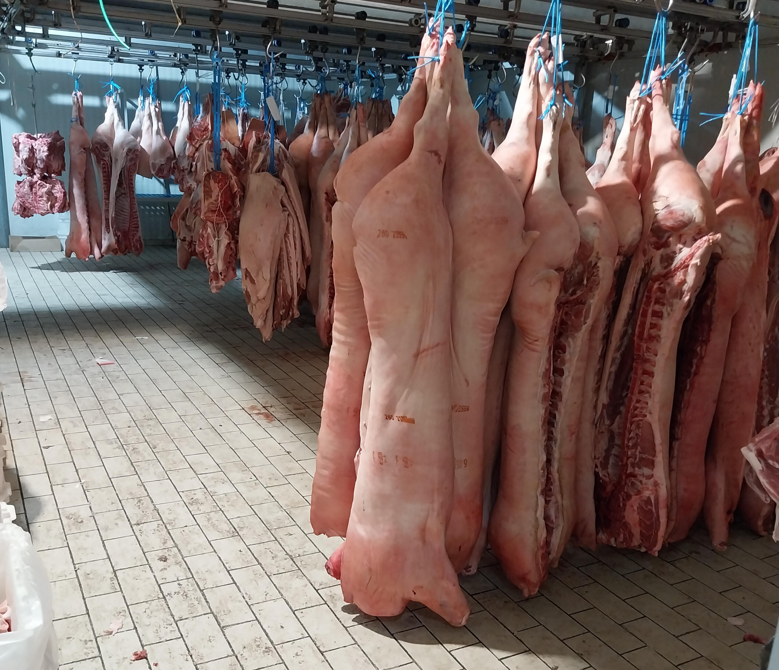 Αγορά Κρεάτων Δυτικής Ελλάδας Χονδρικο εμποριο χοιρινού κρεατος, Αγορά Κρέατος. Καλές τιμές- Άριστη ποιότητα