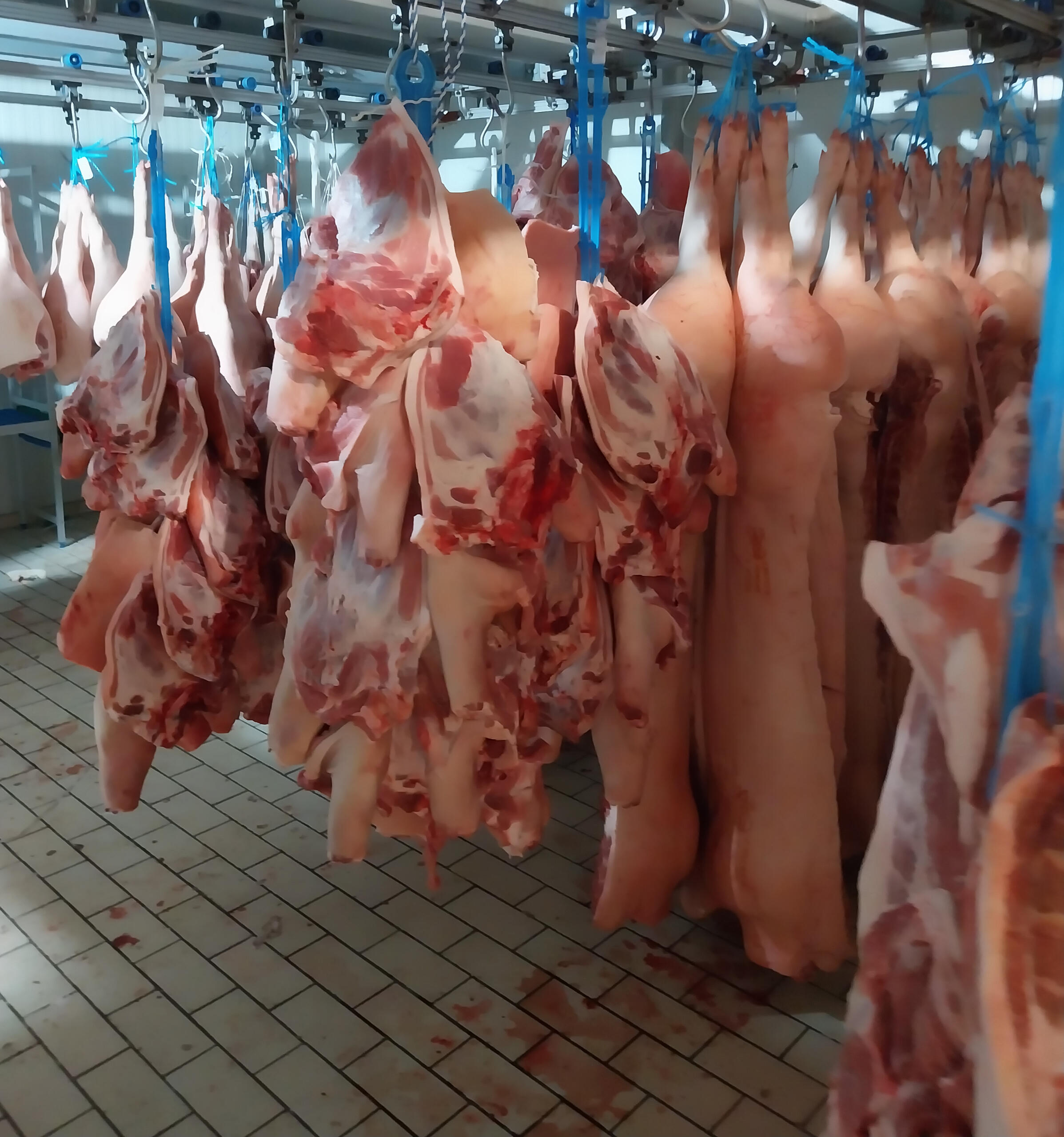 Αγορά Κρεάτων Δυτικής Ελλάδας Χονδρικο εμποριο χοιρινού κρεατος, Αγορά Κρέατος. Καλές τιμές- Άριστη ποιότητα